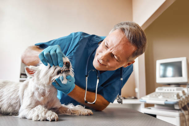 Best Weekend Emergency Dental Services in Mount Clemens, MI